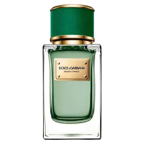 Velvet Cypress by Dolce & Gabbana 